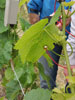 Drucksonde am Blatt